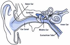 ear