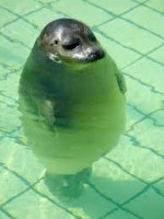 seal - pool